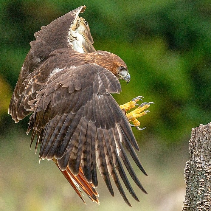 Red Tailed Hawk