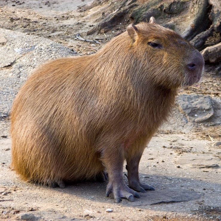 Capybara