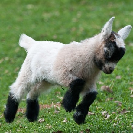 Pygmy Goat