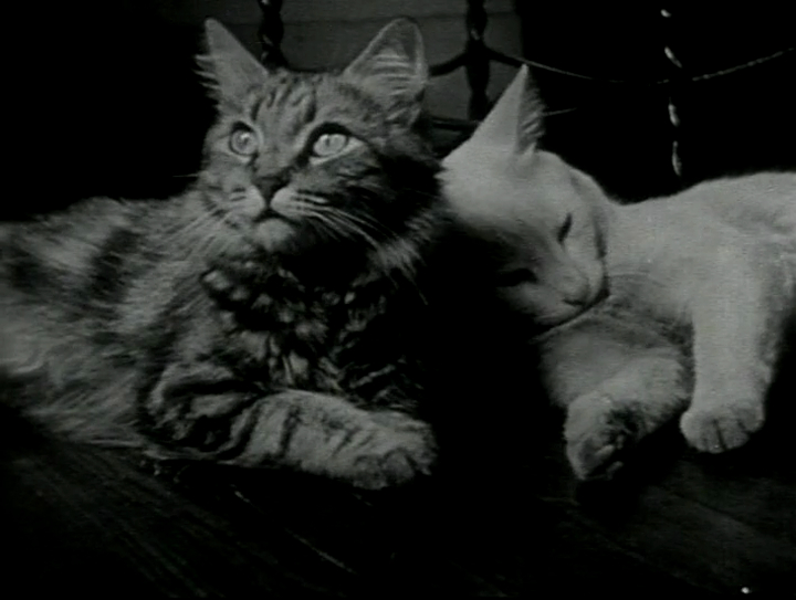 The Private Life of a Cat
