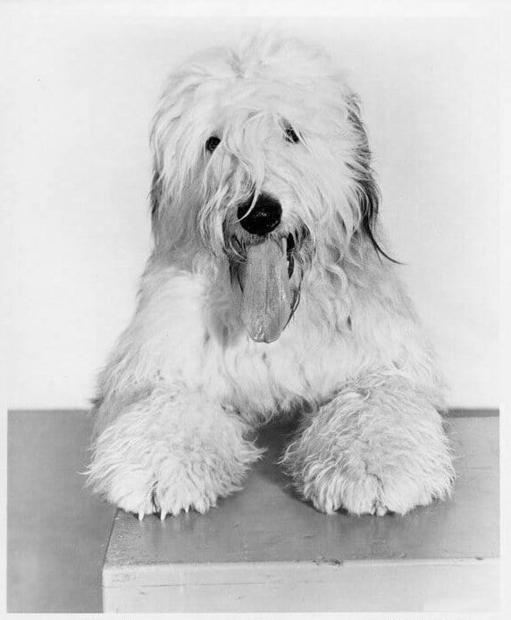 The Shaggy Dog