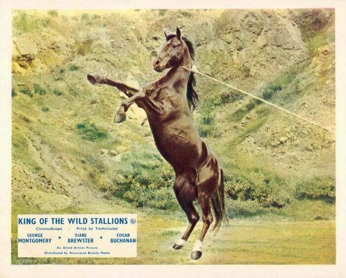 King of the Wild Stallions