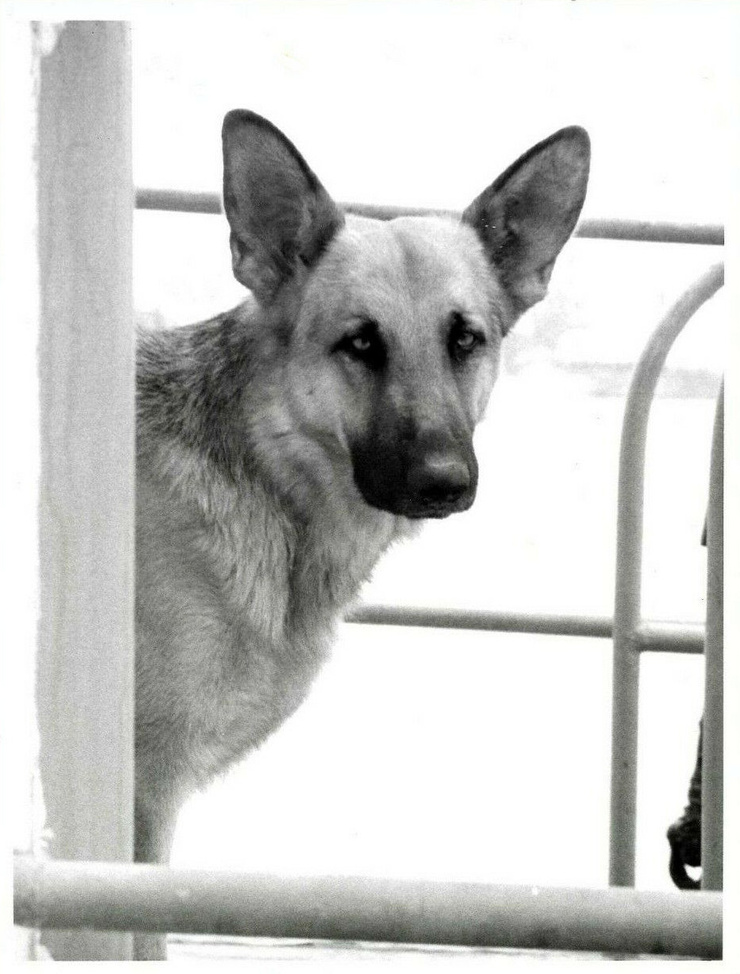 Heinrich