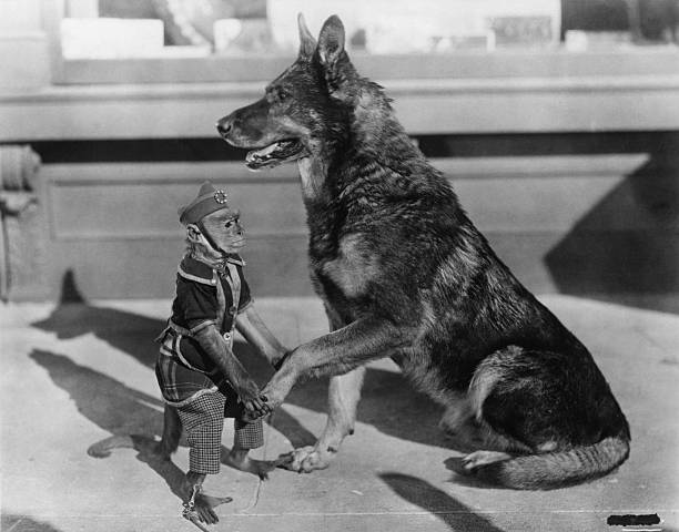 Rin Tin Tin