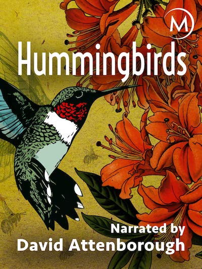 Hummingbirds