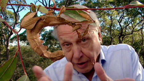 David Attenborough David Attenborough