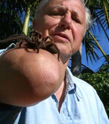 David Attenborough David Attenborough