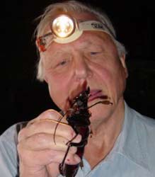 David Attenborough David Attenborough