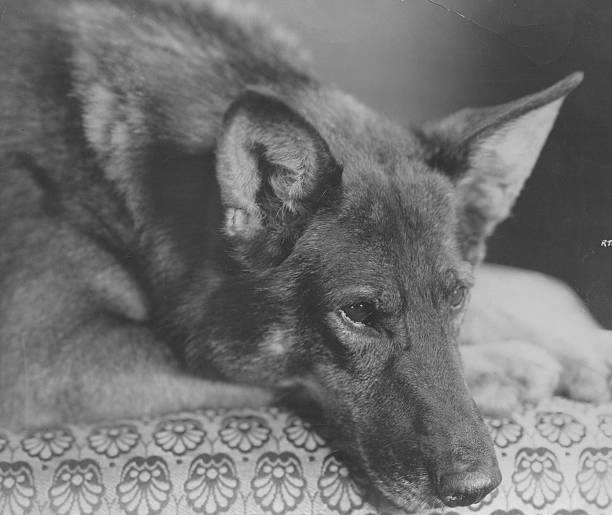 Rin Tin Tin