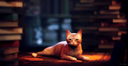 Stray