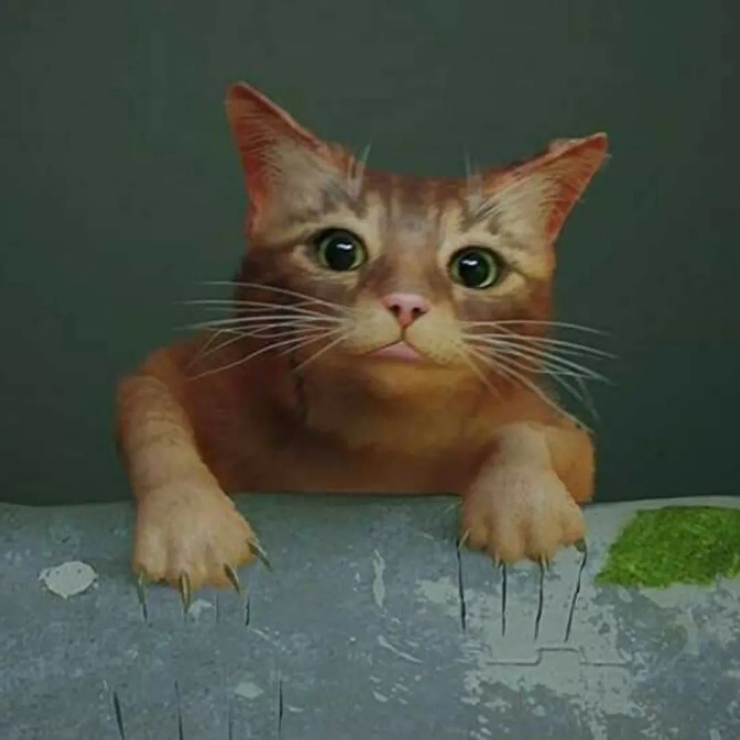 Stray