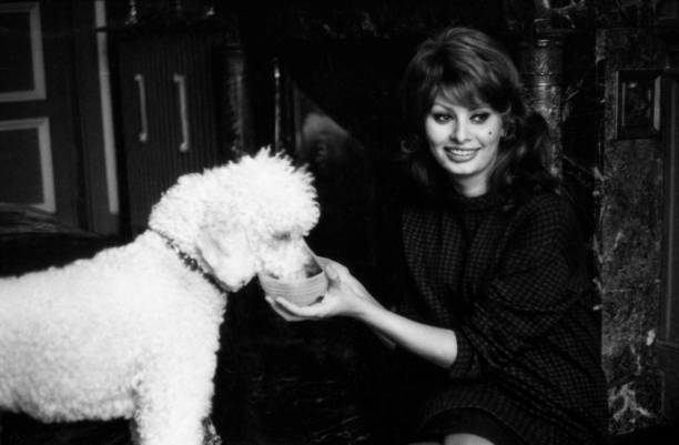 Sophia Loren