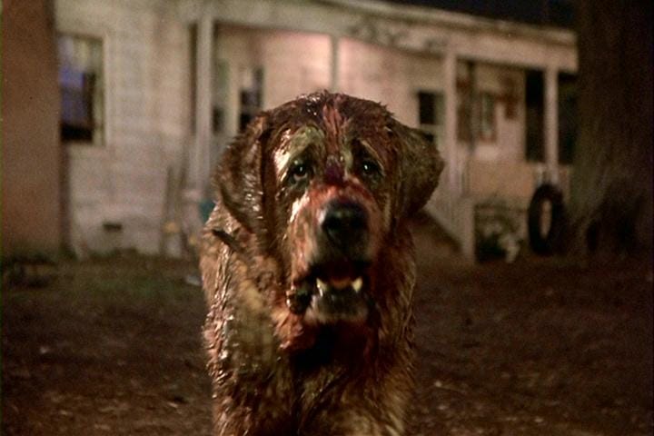 Cujo Cujo