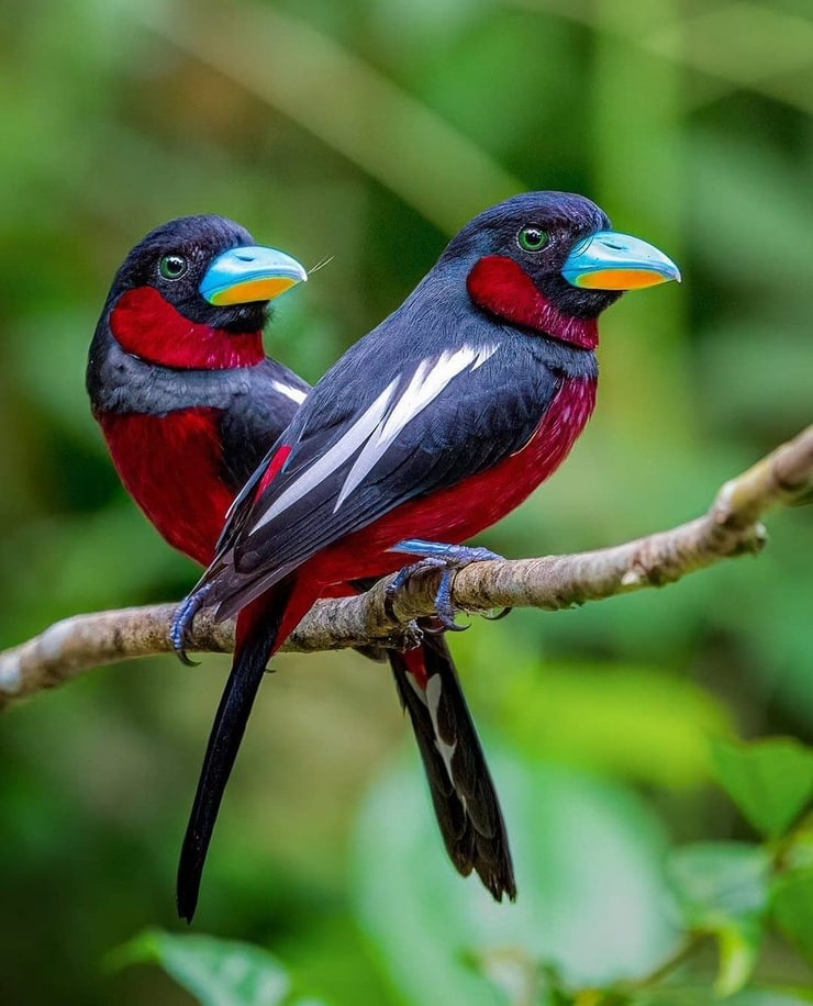 Black and red Broadbill