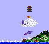 Ecco the Dolphin