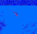 Ecco the Dolphin