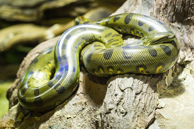 Anaconda verde