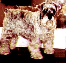 Aida the Dog