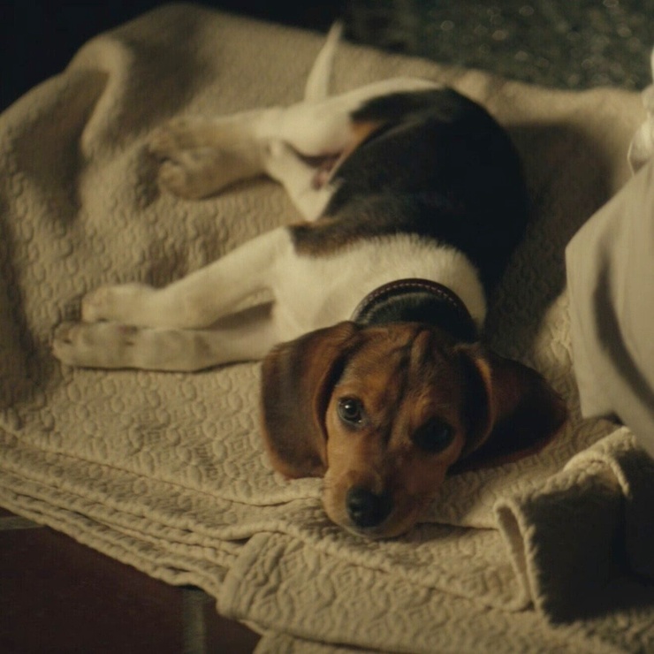Daisy (John Wick)