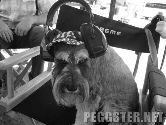 Aida the Dog