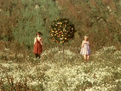 Daisies Daisies