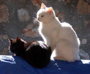 Black Cat, White Cat