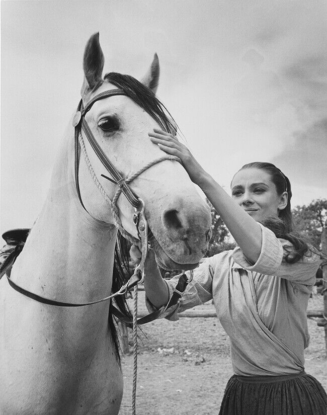 Audrey Hepburn Audrey Hepburn