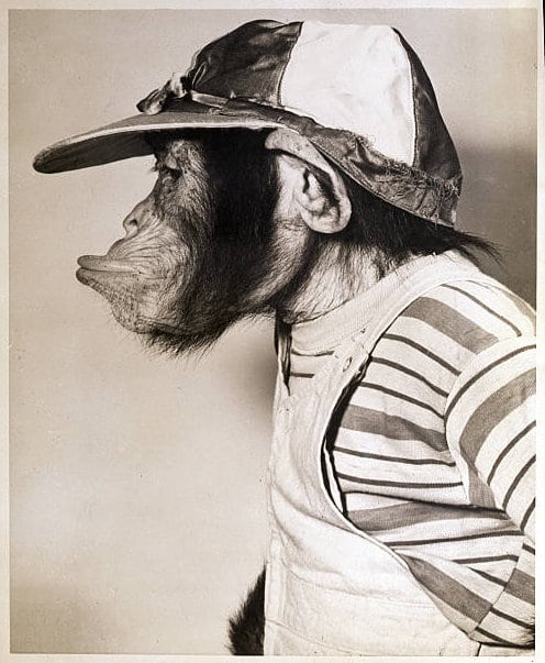 Bonzo