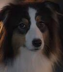 Maggie (Strays)