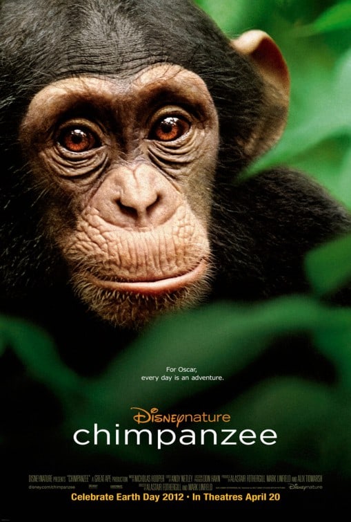 Chimpanzee Chimpanzee