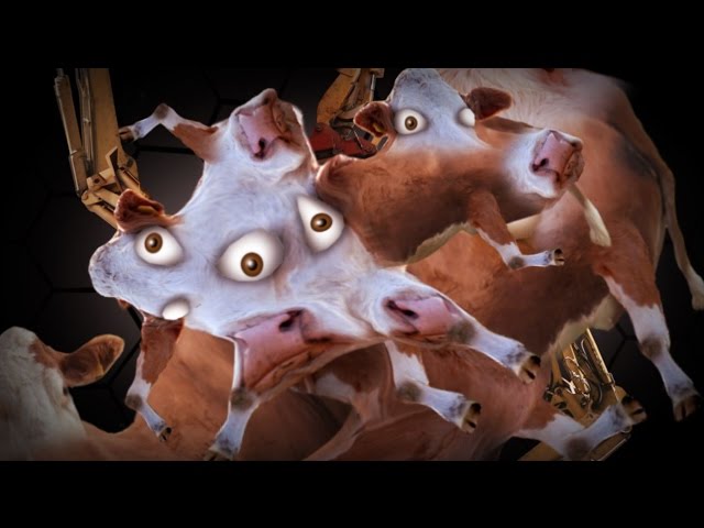 MOO!