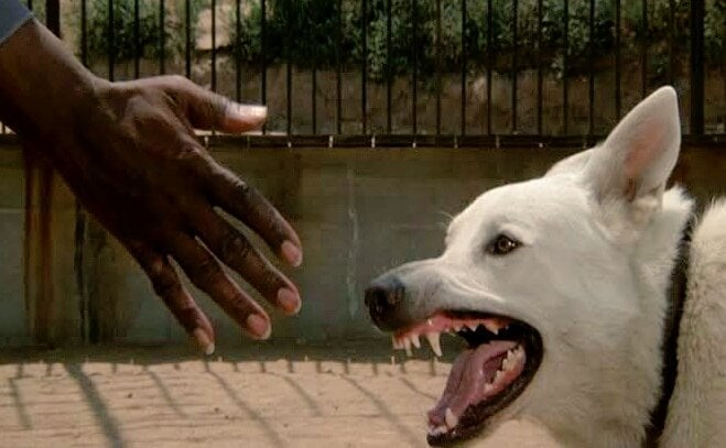 White Dog