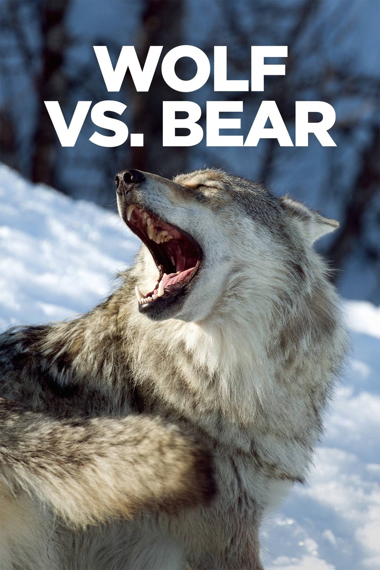 Wolf vs Bear