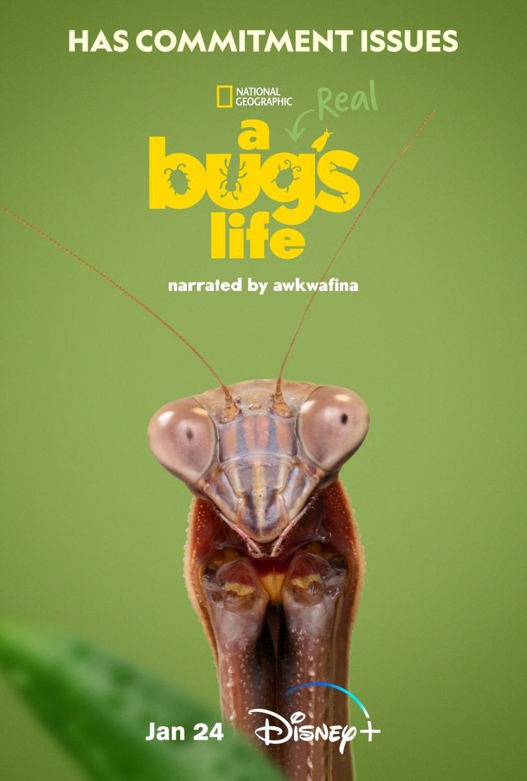 A Real Bug's Life