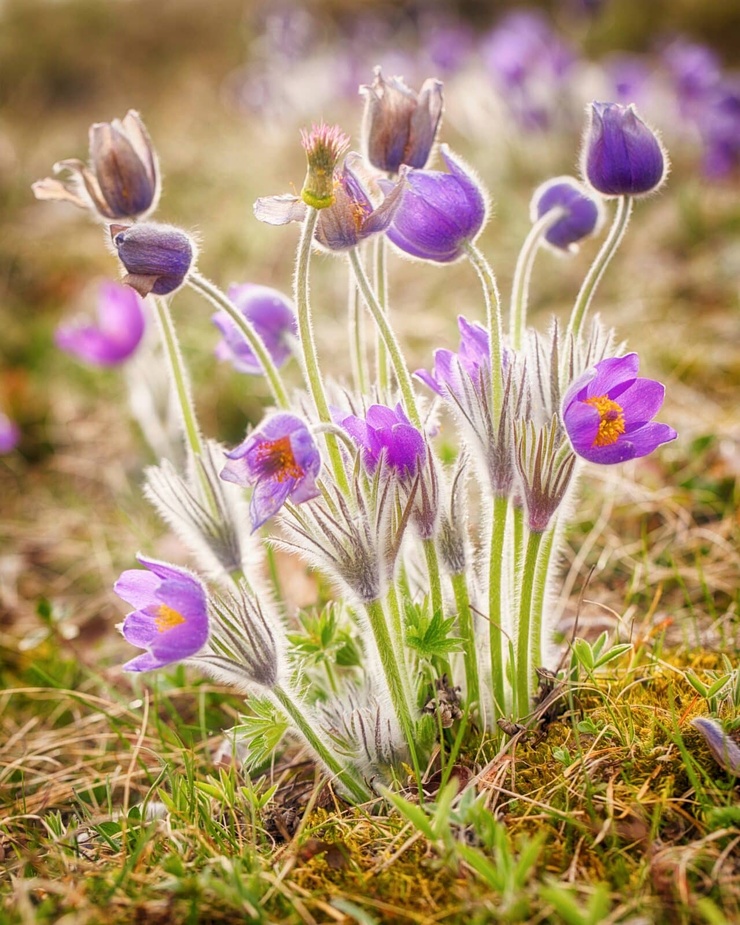 The Spring Awakening