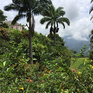 Jamaica