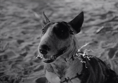 Frankenweenie Frankenweenie