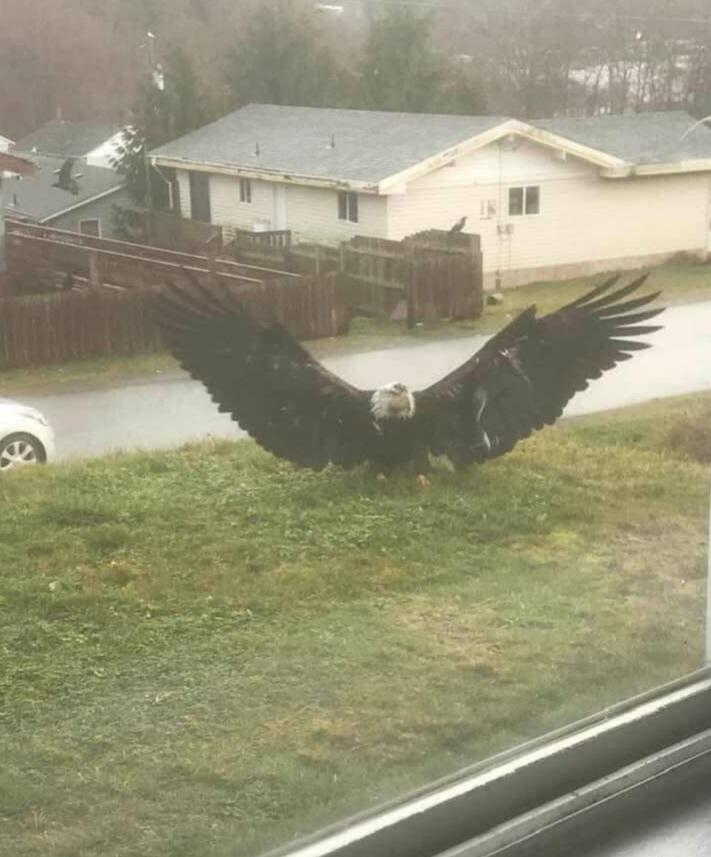 Thunderbird