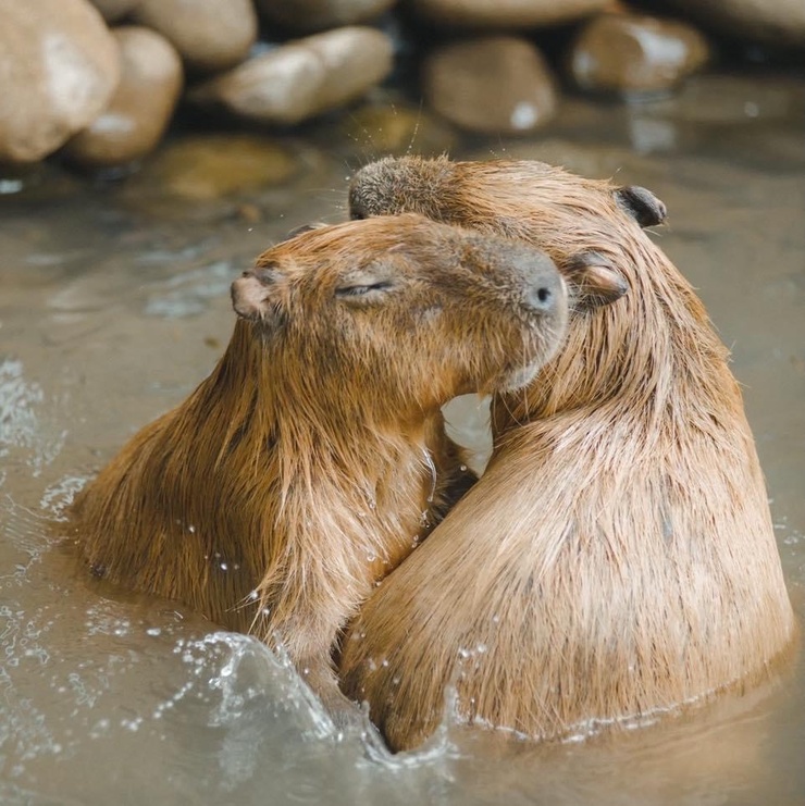 Capybara