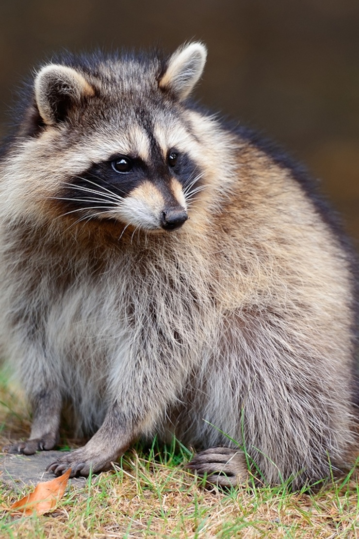 Raccoon