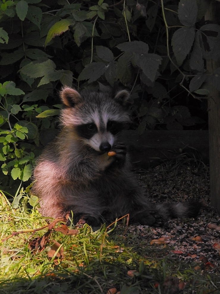 Raccoon