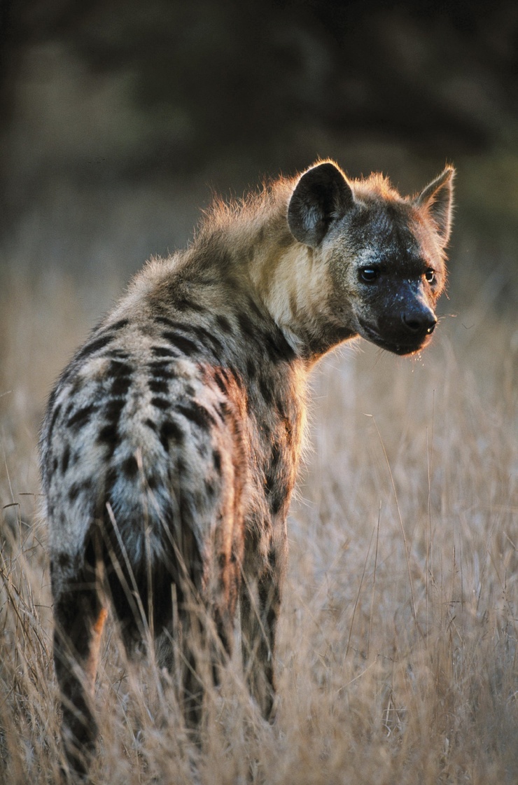 Hyena