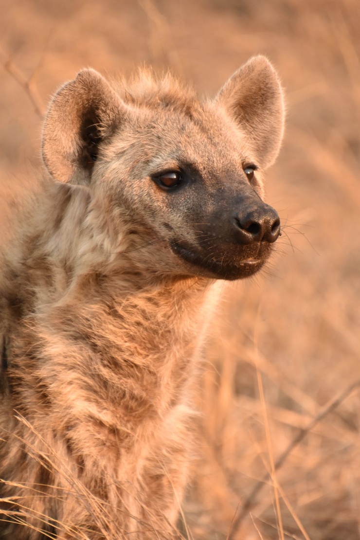 Hyena