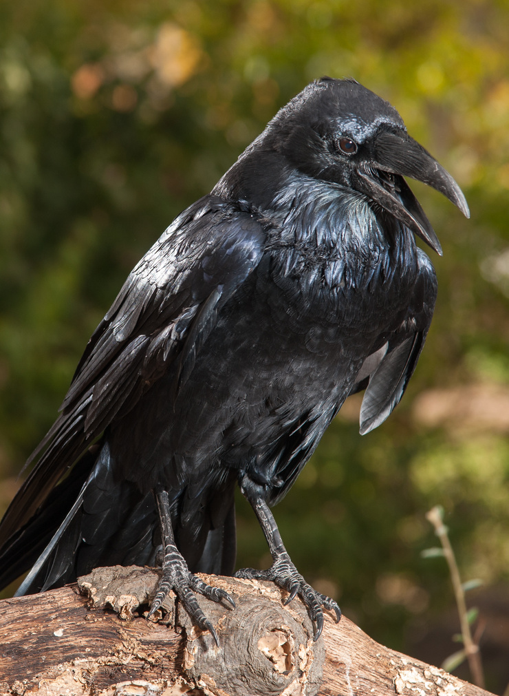 Common Raven
