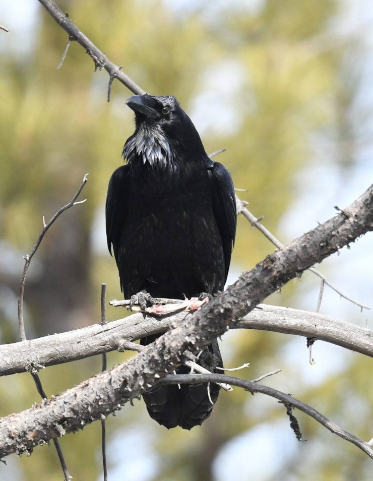 Common Raven