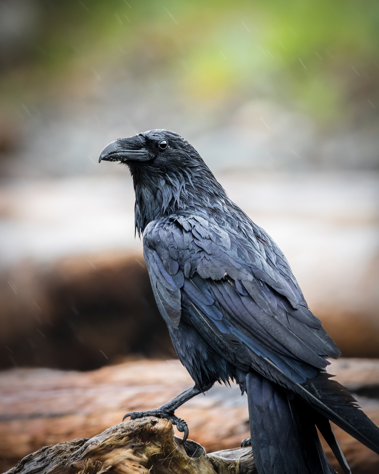 Common Raven