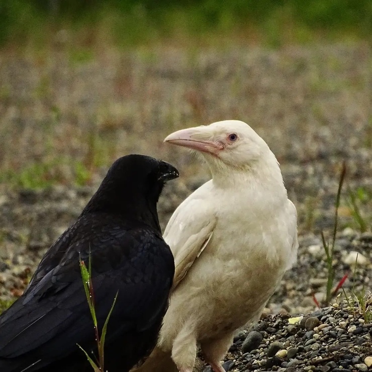 Common Raven
