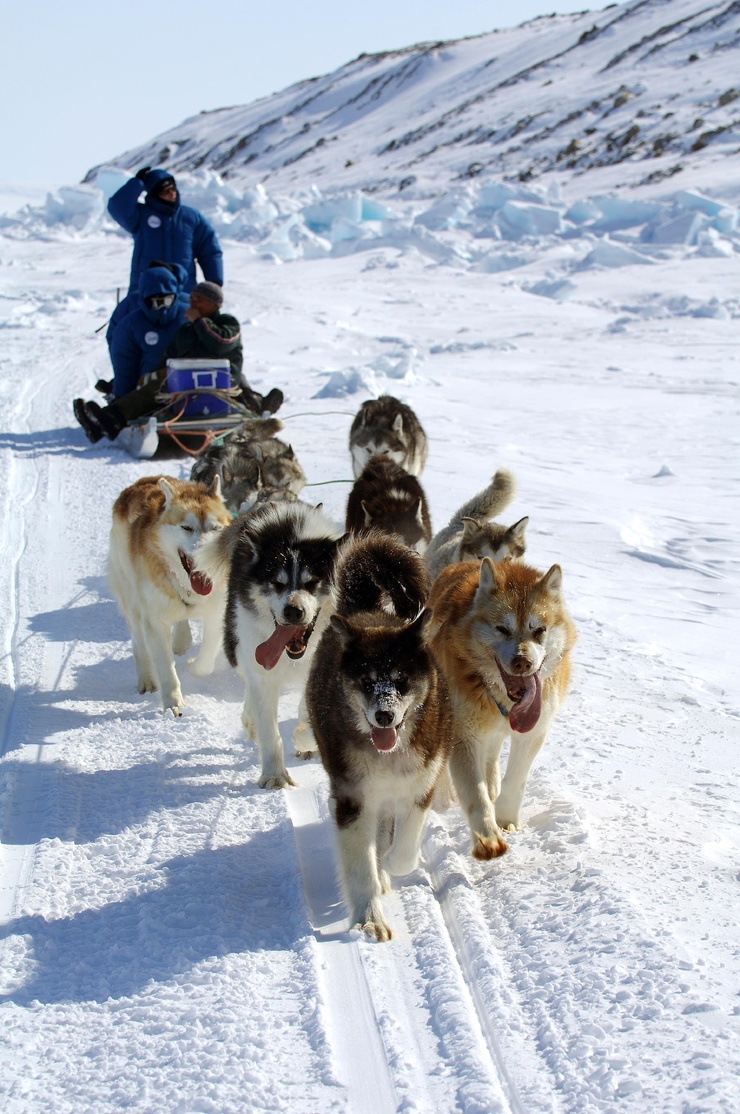 Canadian Inuit Dog picture