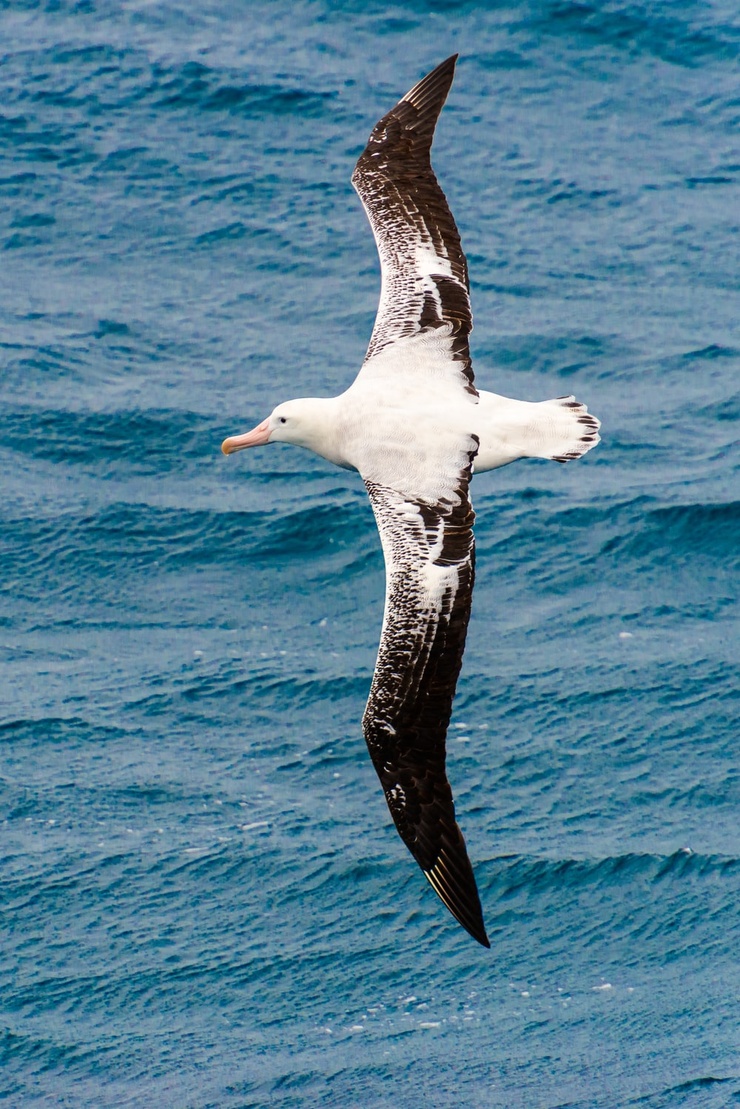 Snowy Albatross