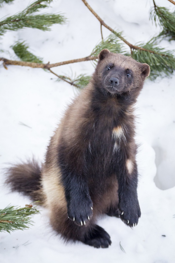 Wolverine (a)